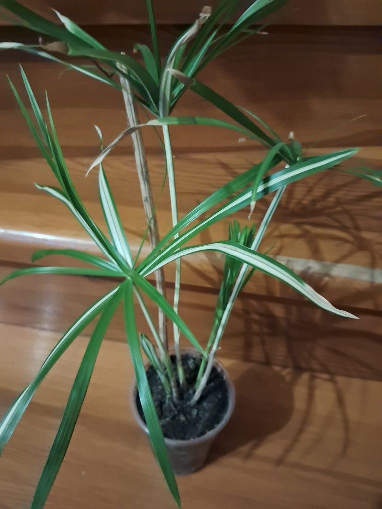 Продам Cyperus alternifolius " Variegata"