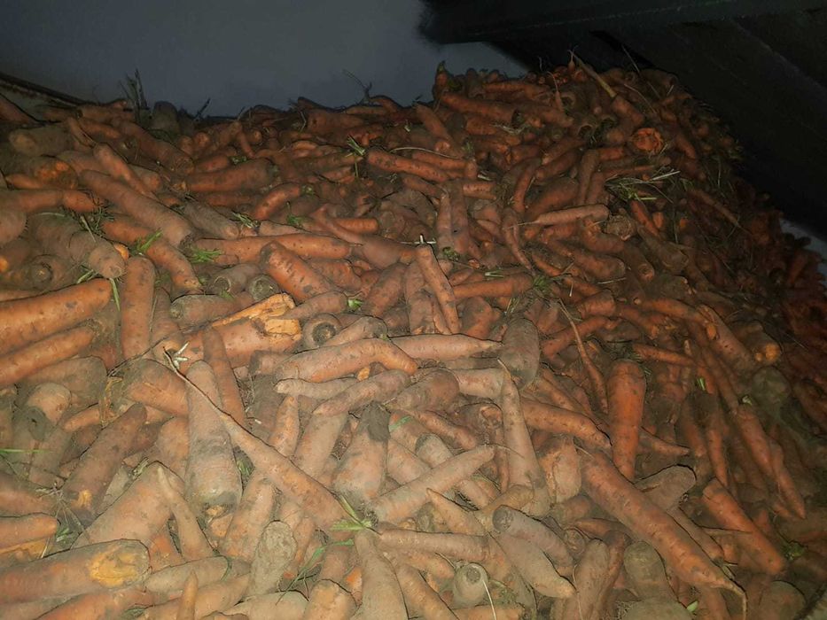 PIĘKNA Marchew  bio eko Nie odpadowa  PASZOWA