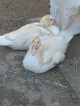 Продам качок НЕДОРОГО
