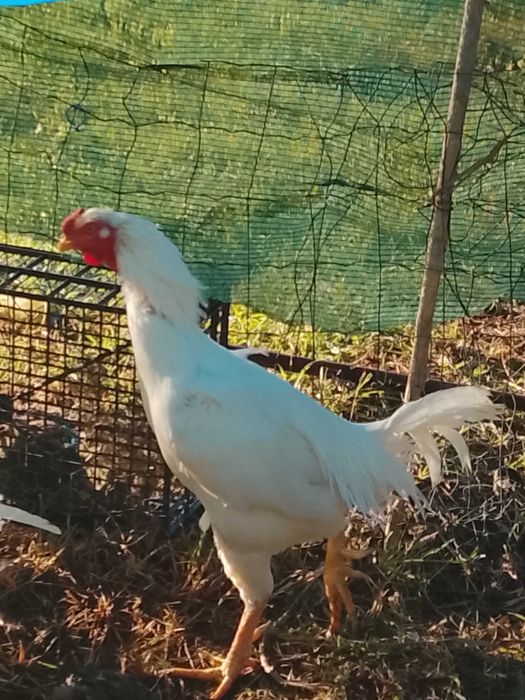 Para ceder galo índio gigante e garnizo  grande