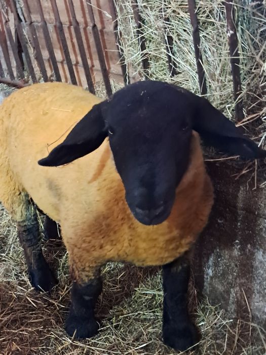 Ovelhas suffolk  certificadas