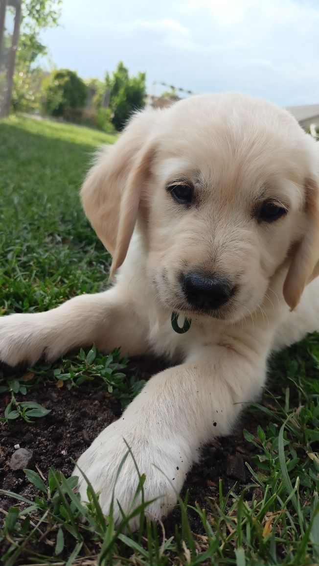 Golden Retriever czeka na ciebie piesek