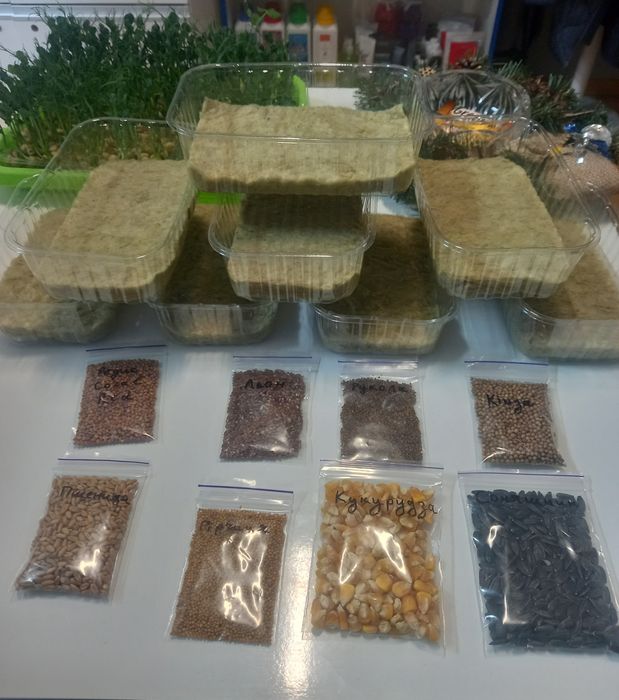 Набори для вирощування мікрозелені