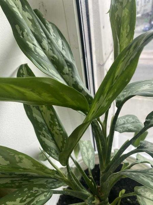 Аглаонема, не просто квітка, а справжня окраса інтер’єру