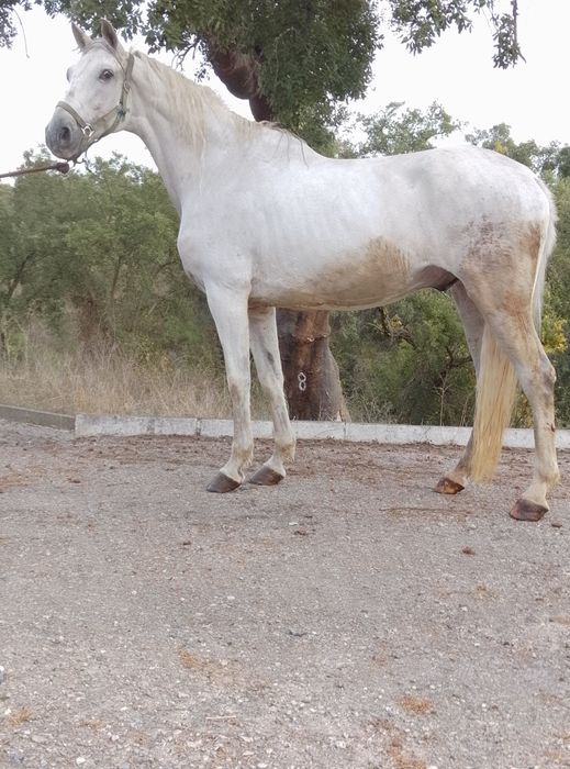 Dois cavalos para venda ou troca