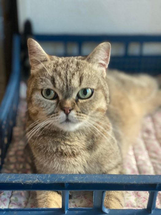 Молода кішка шукає дім