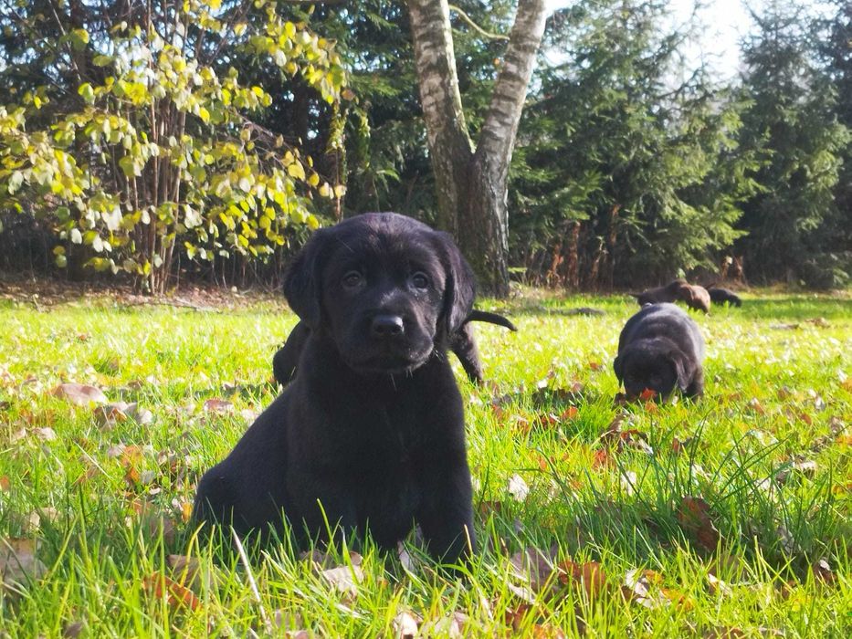 Labrador retriever szczeniaki czarne czekoladowe fci zkwp