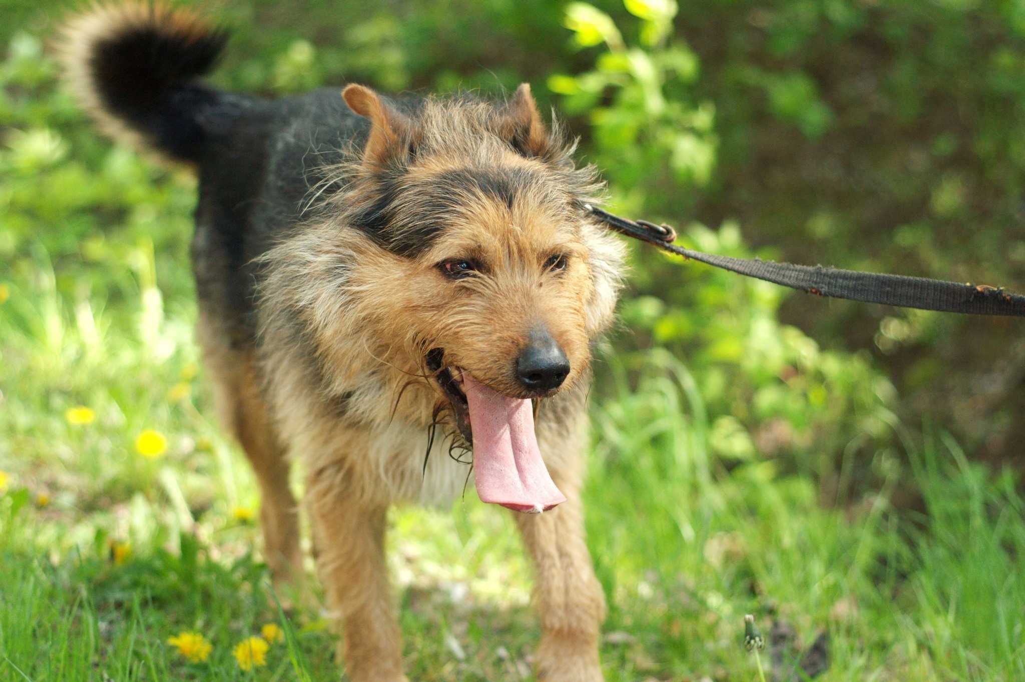 RIZAR - psiak w typie teriera bardzo polecany do adopcji