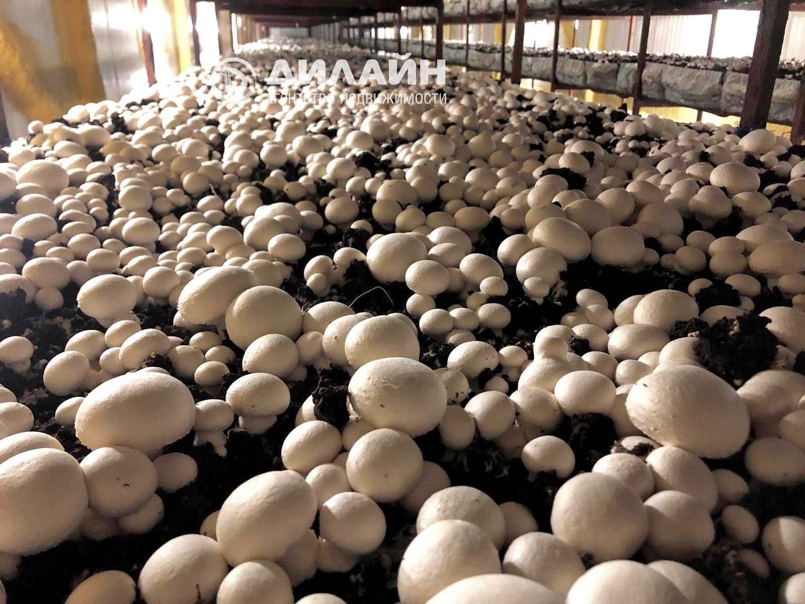 Фабрика–универсал: выращивание грибов, заморозка ягод, разведение рыб
