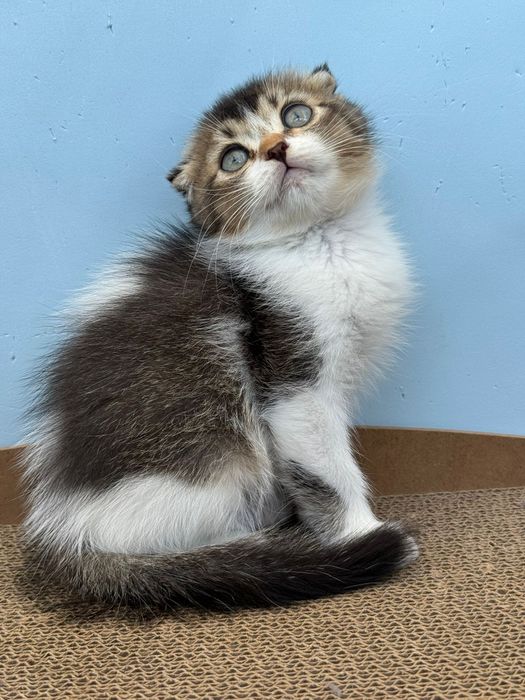 Macho scottish fold