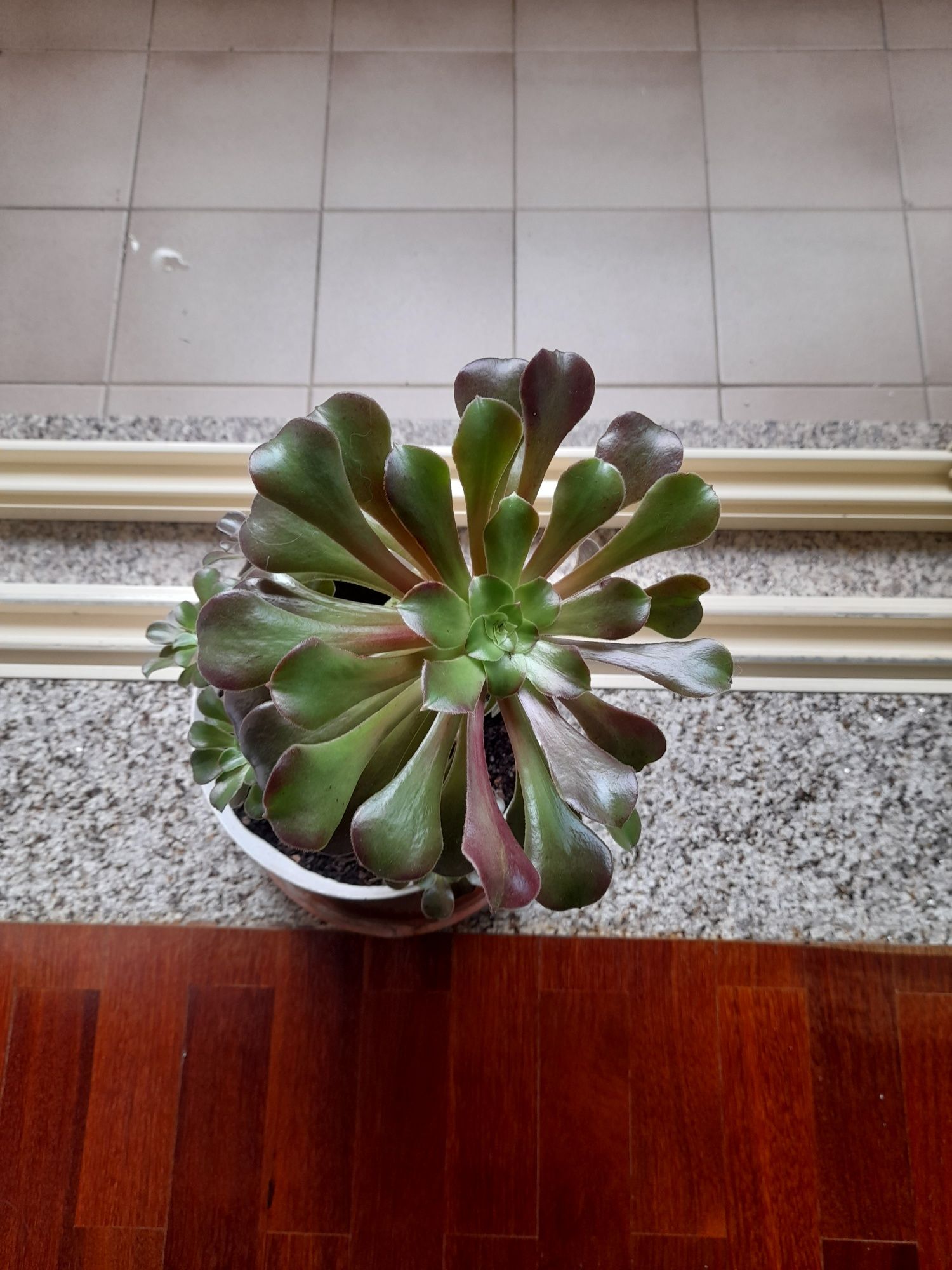 Vaso suculenta Aeonium Haworthii