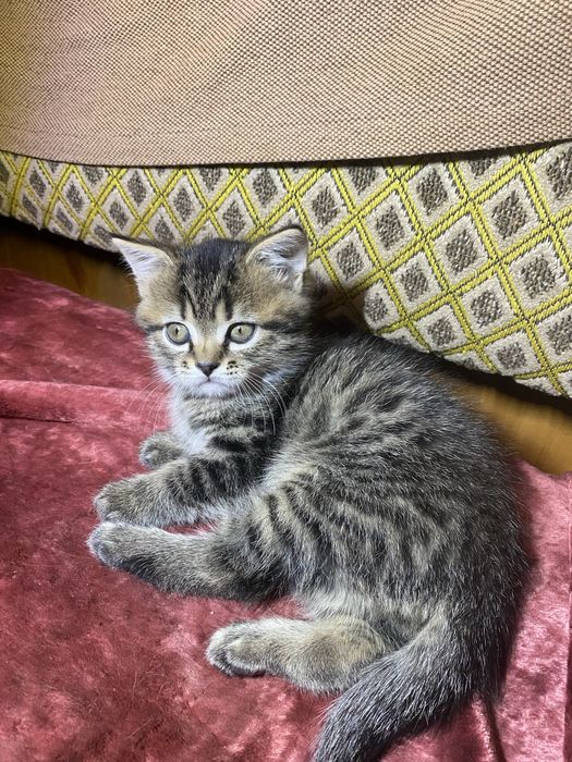 Британський котик
