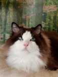 Champion  reproduktor ragdoll