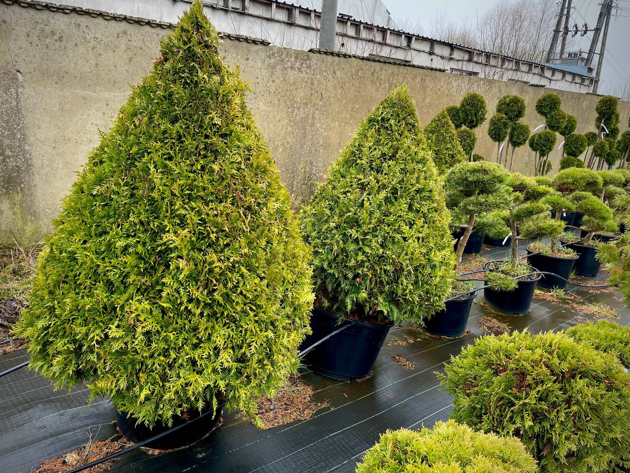 Bonsai Rosliny Formowane