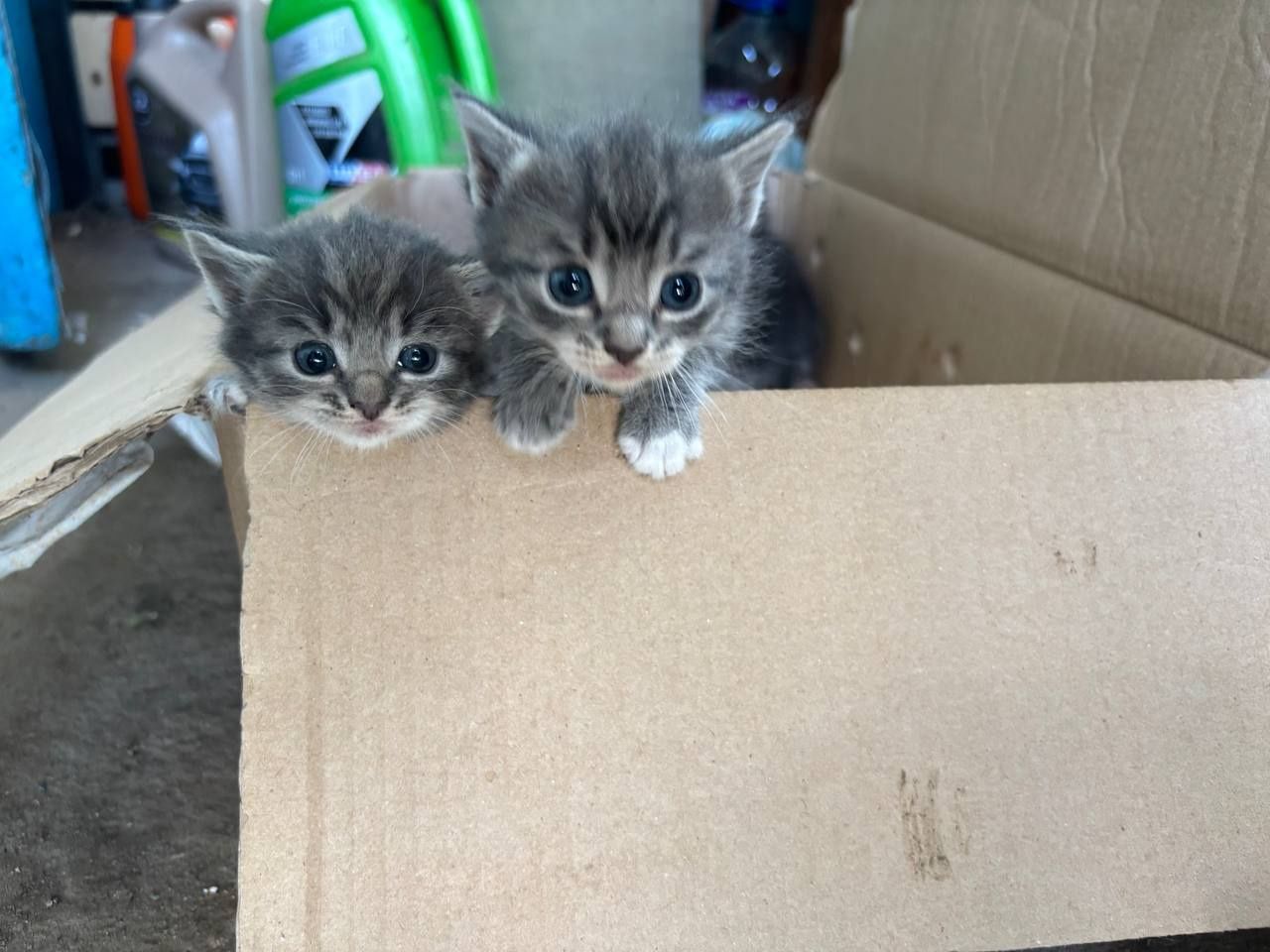 Бесплатно котята