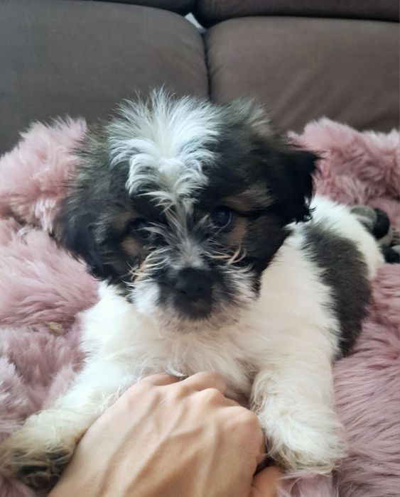 Piekny chlopczyk Shih Tzu Cacko czeka na dom