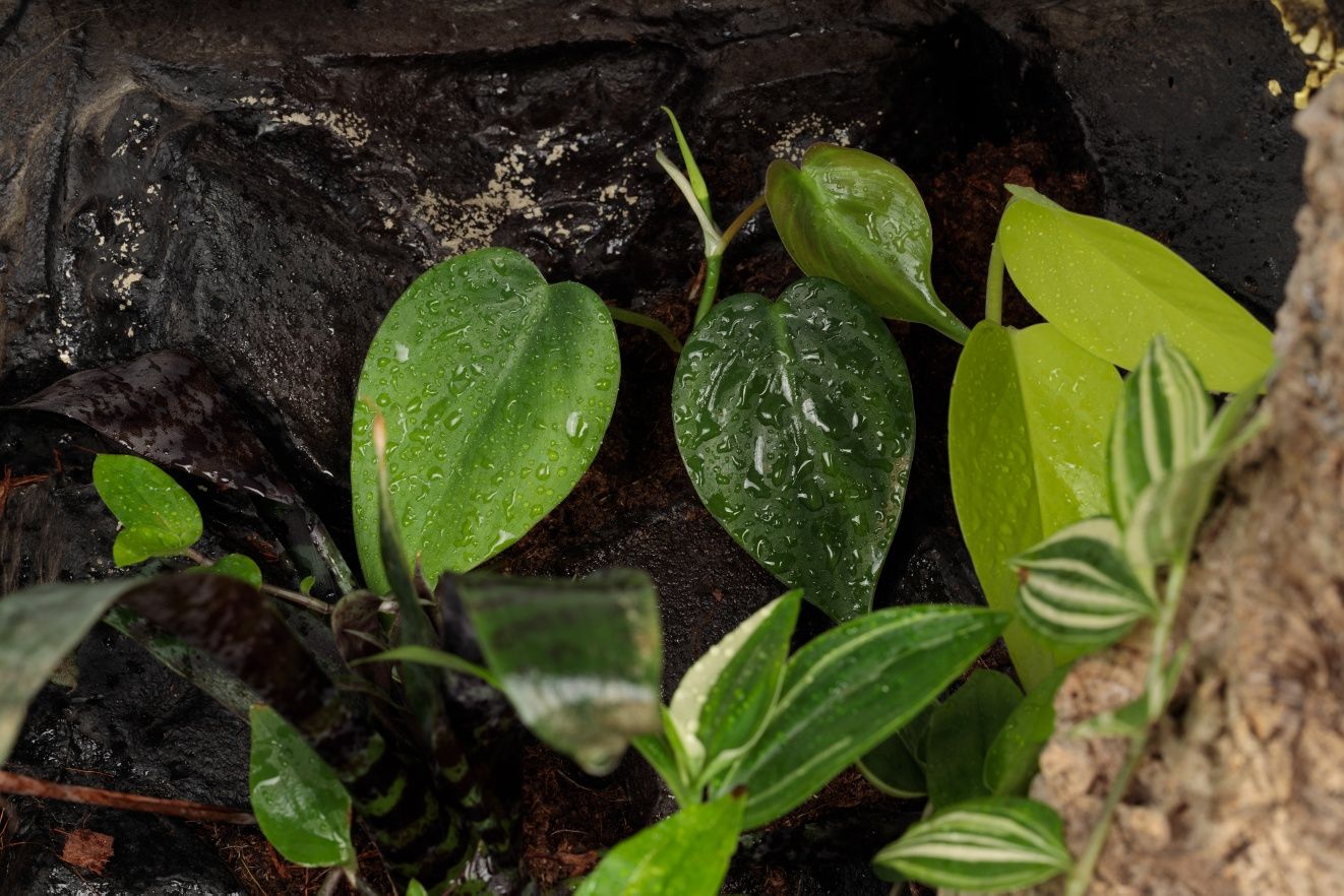 Paludarium vivarium terrarium gekon