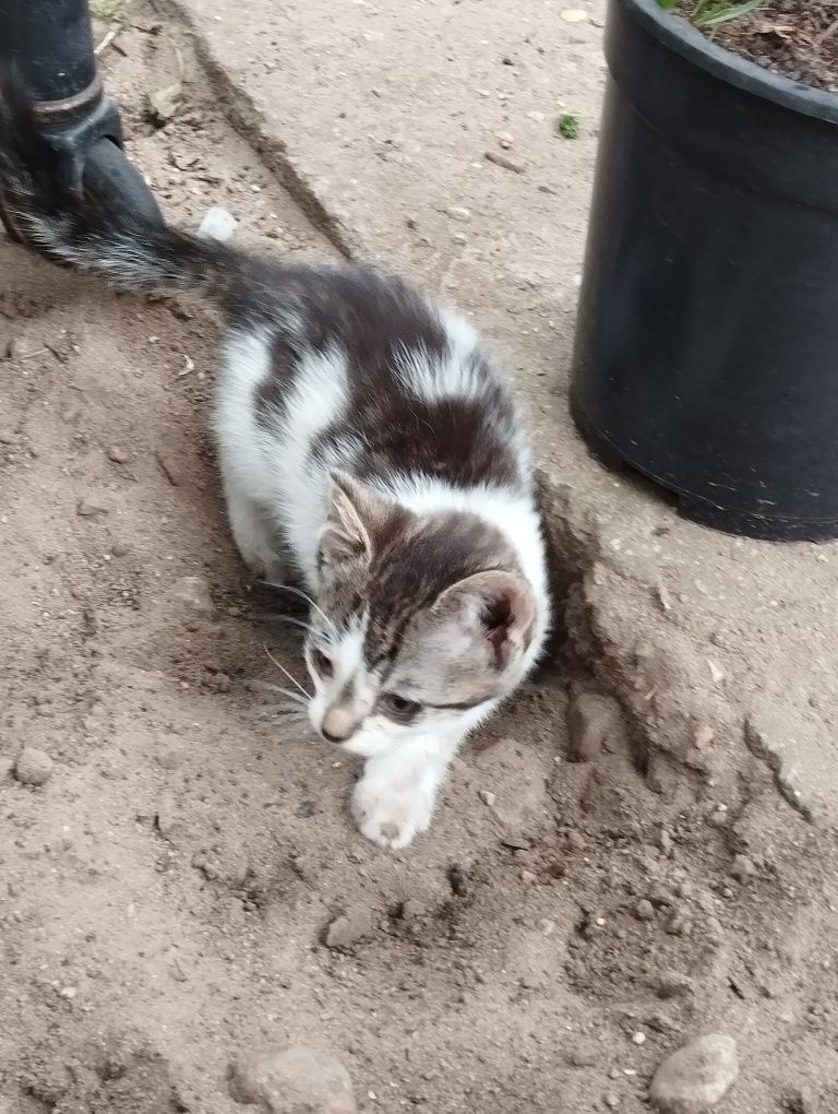 Oddam kotki w dobre ręce