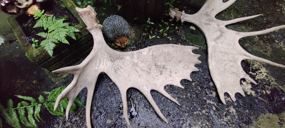 Продам лосячі роги