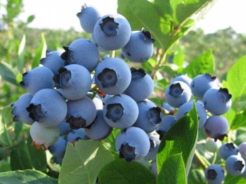 Borówka Sadzonki 3 Letnie!Duke i inne 12 odmian! 60cm! CAC Borówka eko