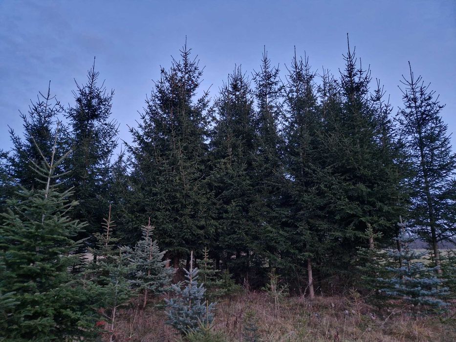 Choinki, świerk srebrny i zwyczajny