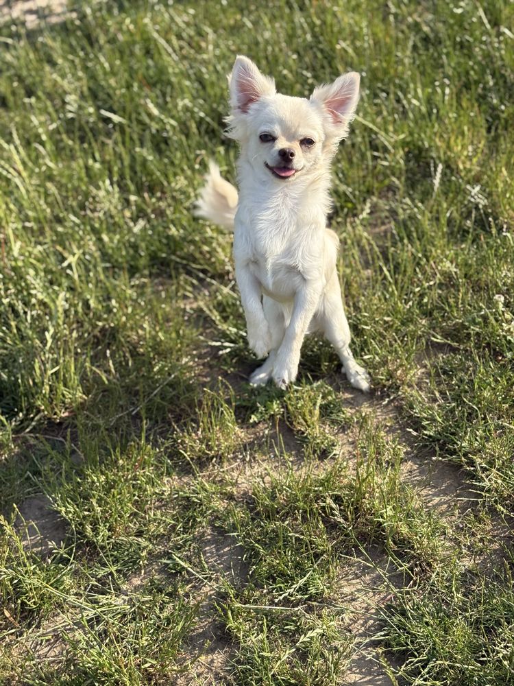 Chłopczyk chihuahua FCI