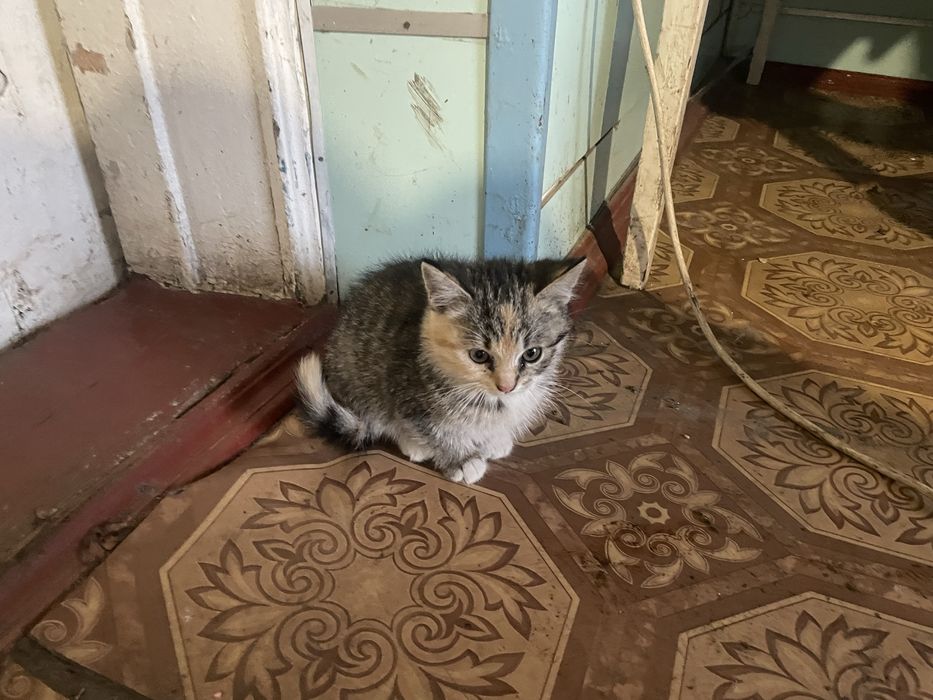 Кошенята 2 місяці