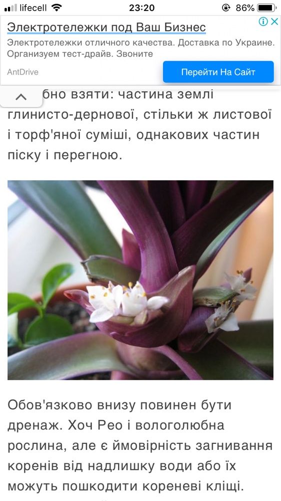 Рео традесканція домашні рослини/вазони/квіти/вазонки