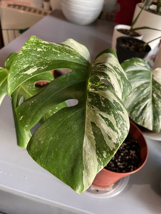 Monstera Albo Variegata - Cuttings