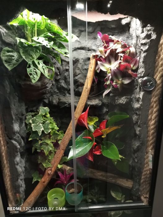 Gotowe Terrarium z zamieszkującym Gekonem Orzęsionym