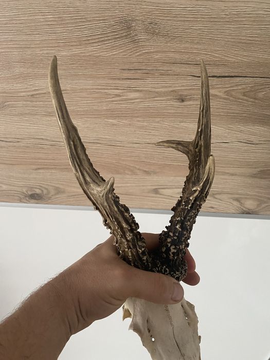 Parostki rogi kozła poroże