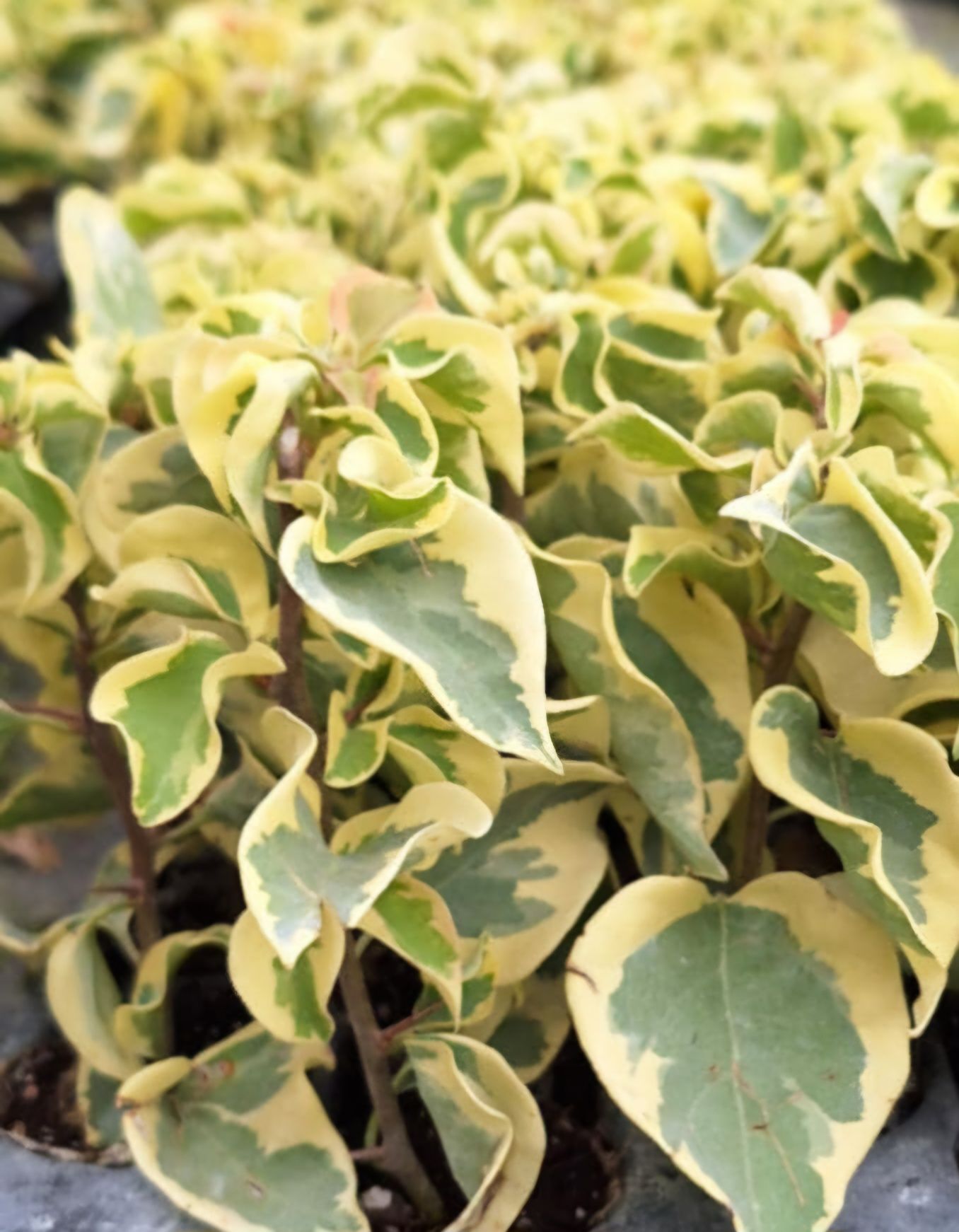 Bugenwilla  Variegata Delta Dawn