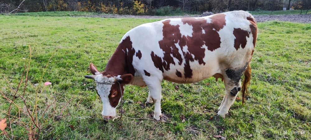 Młoda krówka Simental wysoko cielna już  termin w kupujesz na