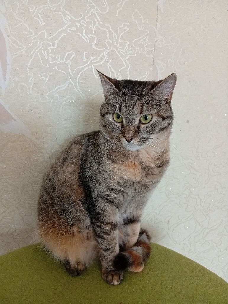 Котенок-тигренок ДНЕПР