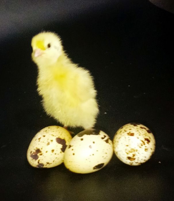 Суточные, подрощенные перепела разных возрастов