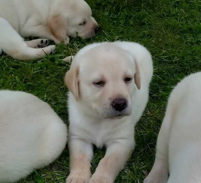 Szczeniaki Labrador Retriever