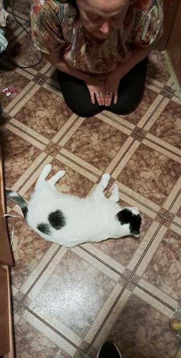 BAKUŚ - sympatyczny kot do adopcji