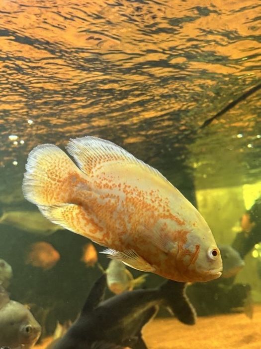 Oscar Albino padrão insano
