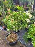 Pieris Japoński 15letni 120-150cm