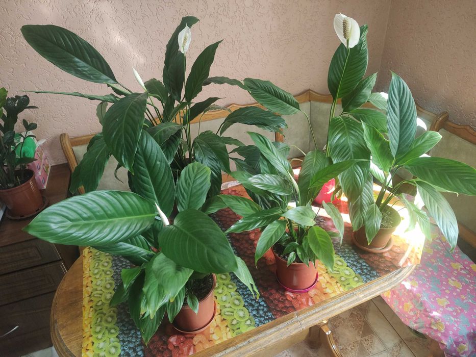 спатефілум кімнатний_висота від 40см до 80см