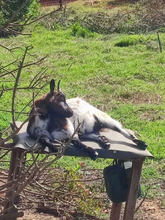 Cabras Anãs para Venda – Fêmeas Jovens, Saudáveis e Muito Mansas