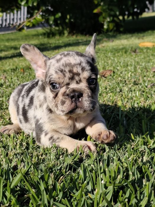 bulldog francês femea