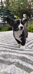 Whels Corgi Cardingan