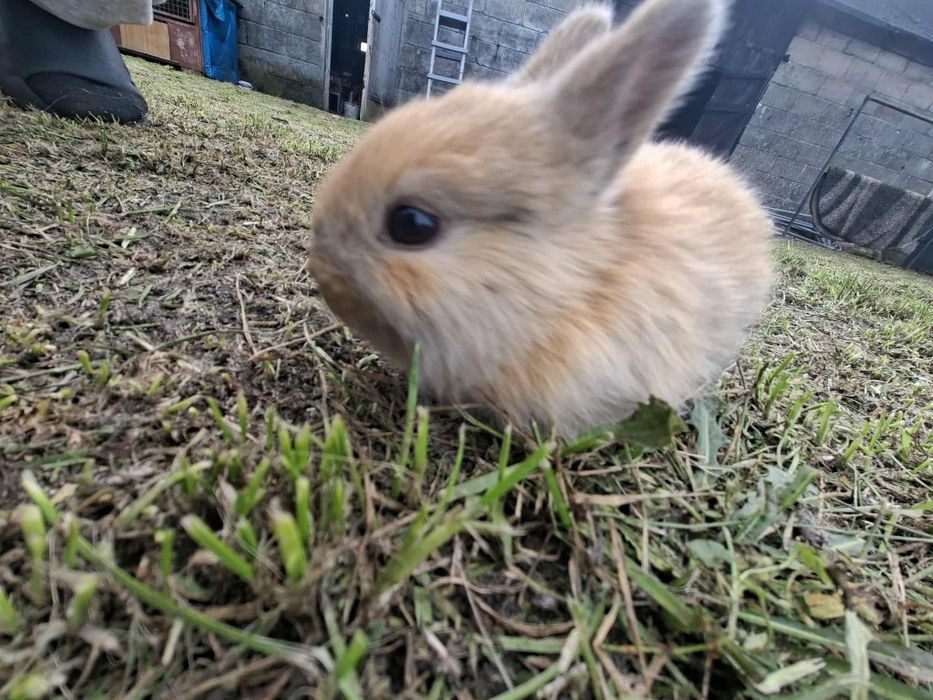 Sprzedam 4 króliki miniaturki