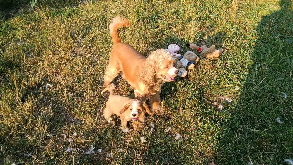 Дівчатка і хлопчики американський кокер-