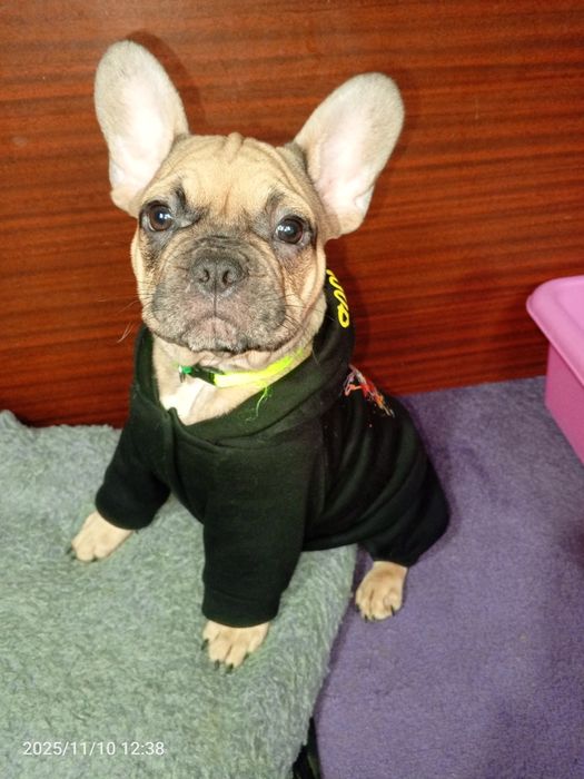 Французькі бульдожки