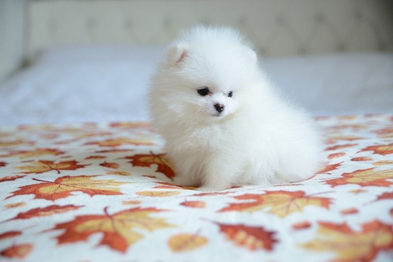 Pomeranian chłopak biały