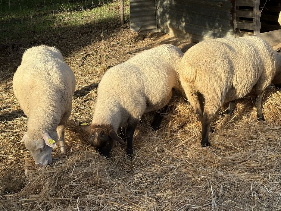 6 Ovelhas e 1 Carneiro