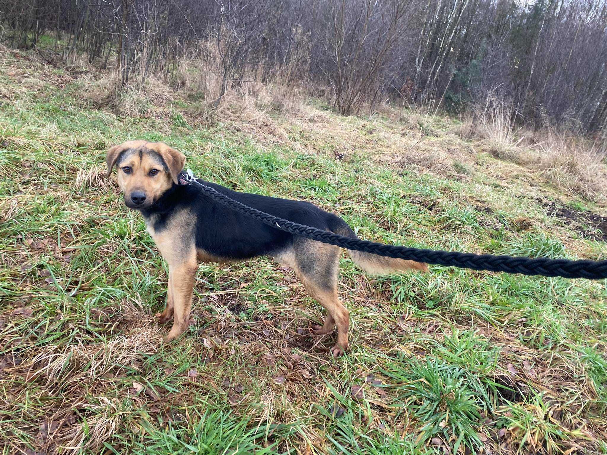 Oszukany przez człowieka! Rupert czeka na dom adopcja/tymczas