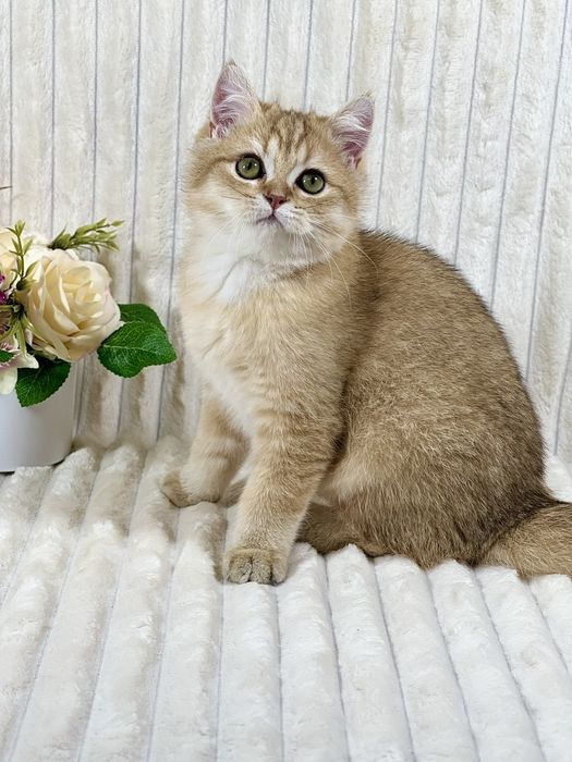 Британське клубне кошеня золота шиншила